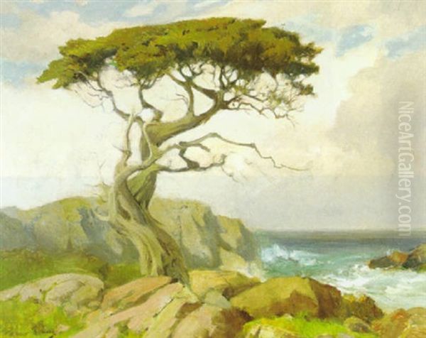 Monterey Cypress - view 1