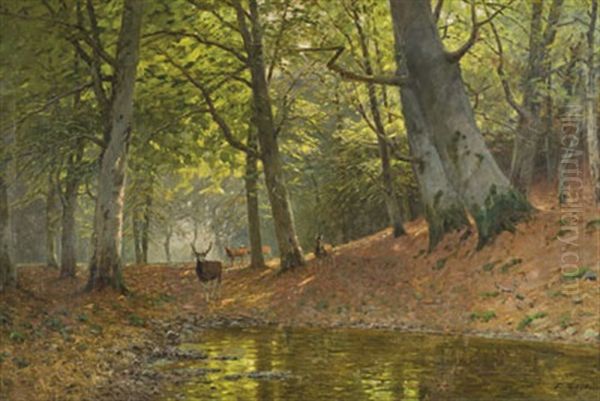 Im Darswald - view 1