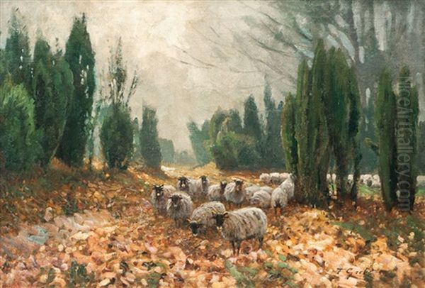 Sheep - view 1