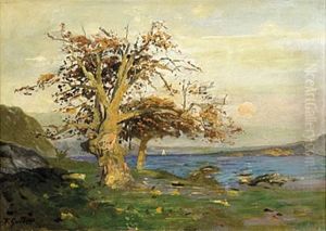 Knorrige Eiche Am Meer