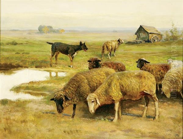 Sheep Grazing - view 1