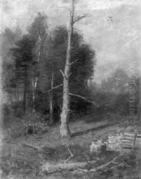 The Forest's Edge - view 1