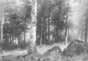 The Forest Birch
