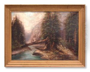 Redwoods