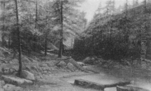 Forest Stream - view 1