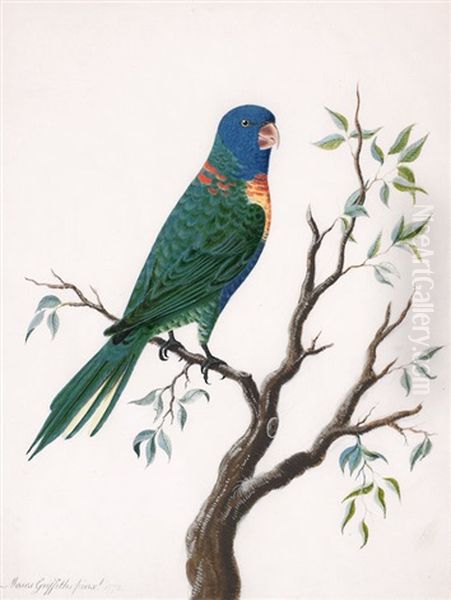 Rainbow Lorikeet (trichoglossus Haematodus Moluccanus) - view 1