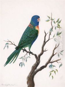 Rainbow Lorikeet (trichoglossus Haematodus Moluccanus) by Moses Griffith