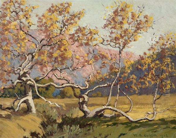 Old Sycamore In Laguna Canyon - view 1