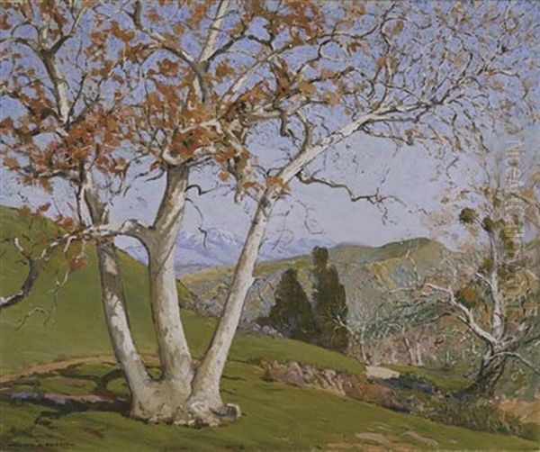 Sycamore Tree - In Laguna Canyon - view 1