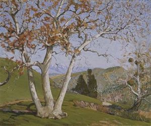 Sycamore Tree - In Laguna Canyon