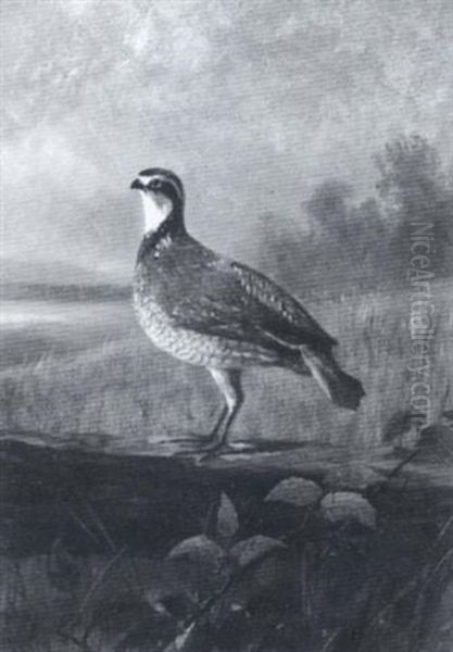 Perched Bobwhite - view 1