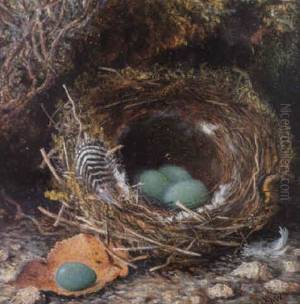 Study Of A Dunnock's Nest - view 1