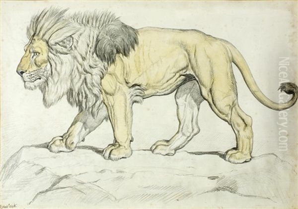 Study Of A Lion On Rocky Ground - view 1