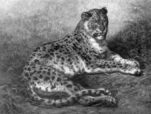 A Leopard by Ernest Henry Griset