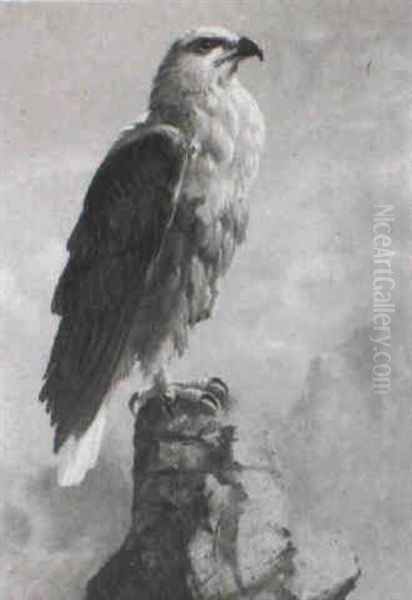A Study Of A Fish Eagle - view 1