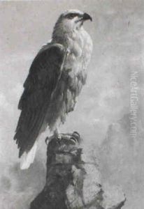 A Study Of A Fish Eagle A Study Of A Fish Eagle