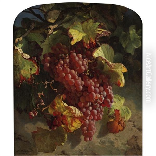 Grapes On A Vine - view 1