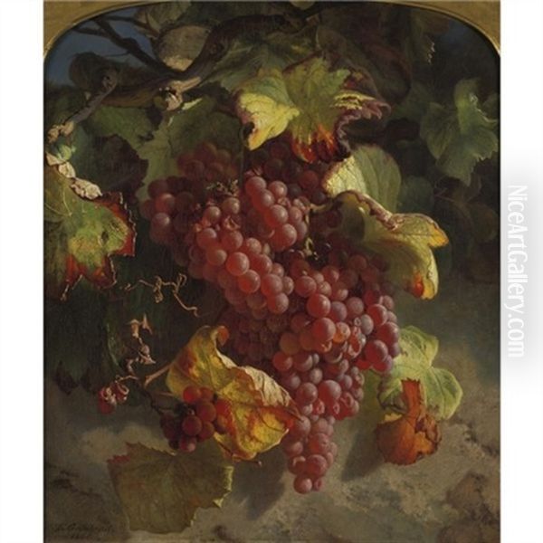 Grapes On A Vine - view 1