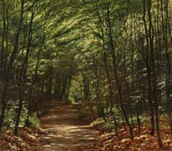 The Sun Penetrating The Treetops In Lellinge Forest, Denmark - view 1