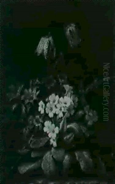 Primeln, Anemonen Und Kuchenschelle - view 1