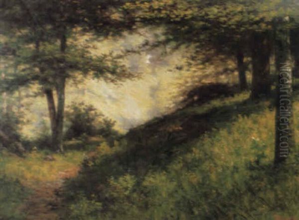 The Beech Woods - view 1