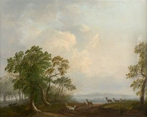 Cerfs Et Biches Dans La Foret