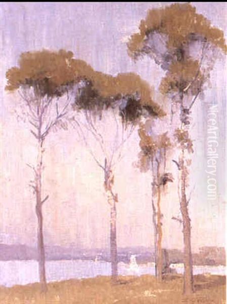 Gum Trees - view 1