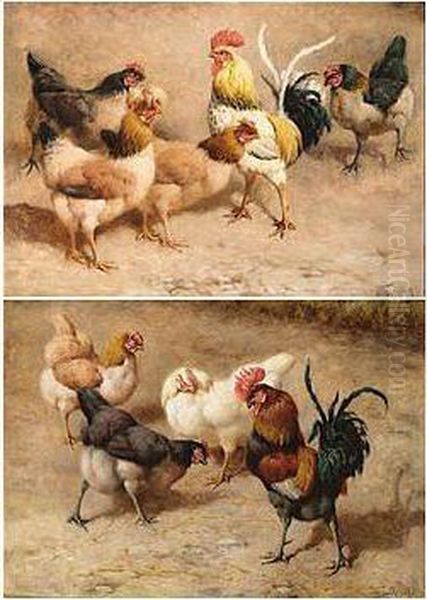 Cockerel And Hens - view 1