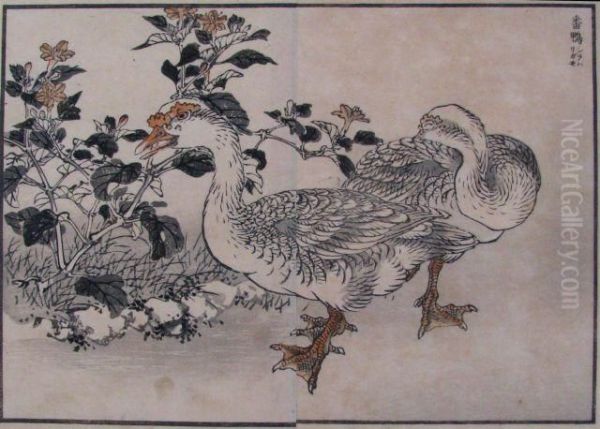 Ducks - view 1
