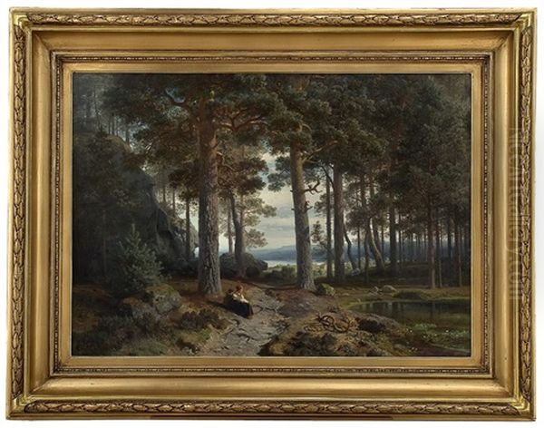 The Inner Of A Pine Tree Forest - view 1