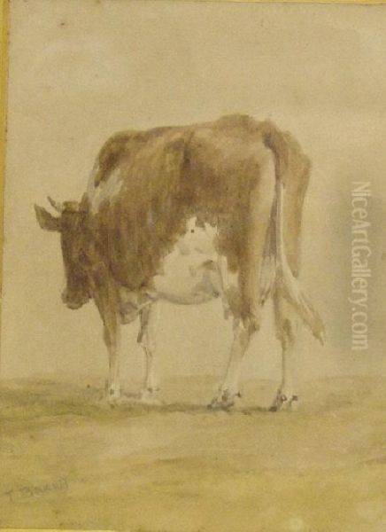 A Cow - view 1