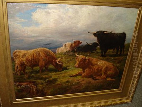 Highland Cattle - view 1