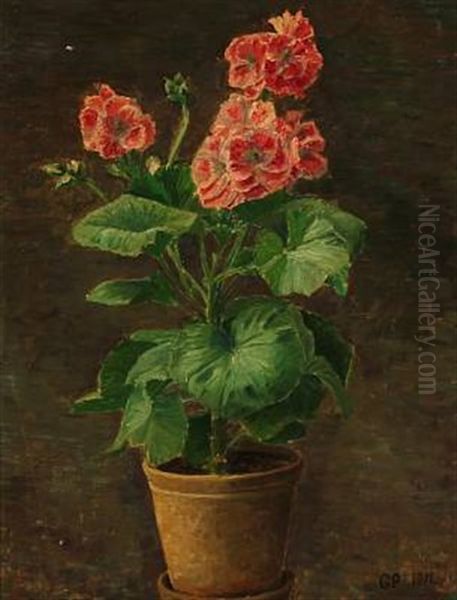 A Begonia - view 1
