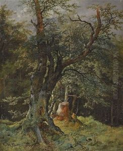 Knorriger Baum Auf Waldlichtung