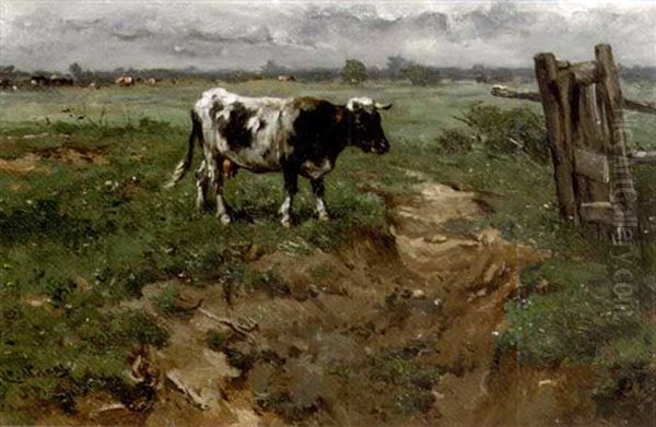 A Cow In An Extensive Polder Landscape - view 1