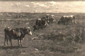 Cows Grazing