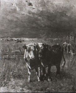 Kuhe Auf Der Weide Kuhe Auf Der Weide