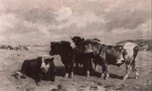 Cattle In A Seaside Pasture Cattle In A Seaside Pasture