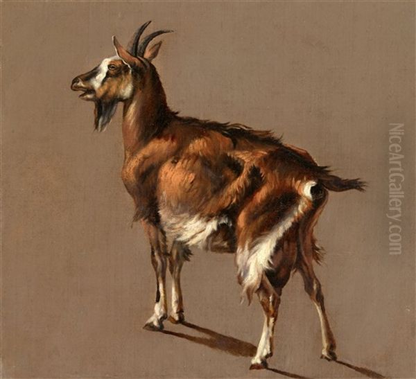Study Of A Goat - view 1