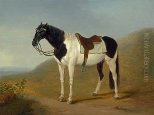 Der Schwarz-weis Gescheckte Hengst Des Englischen Gesandten Sir William Hamilton