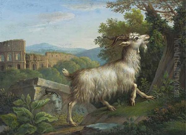 A Goat Eating By The Colosseum, Rome - view 1