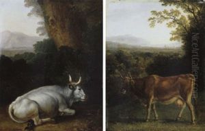 Liegende Weise Kuh Vor Landschaftlichem Hintergrund Liegende Weise Kuh Vor Landschaftlichem Hintergrund