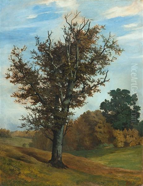 Buche In Herbstlicher Landschaft - view 1