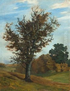 Buche In Herbstlicher Landschaft