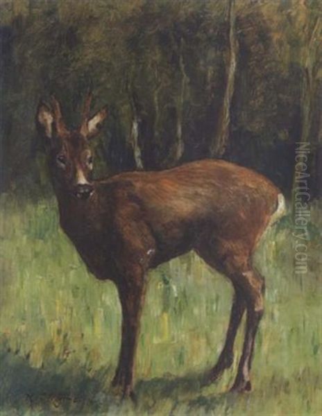 Rehbock Auf Einer Waldlichtung - view 1