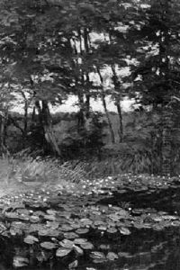 Waldlichtung Mit Seerosen
