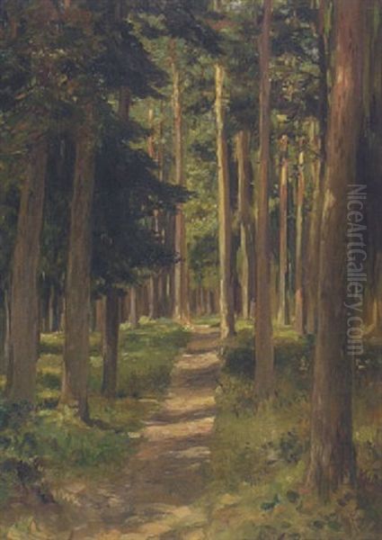 Halbschattiger Waldweg - view 1