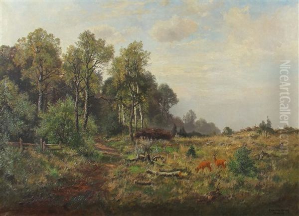 Rehe Auf Einer Waldwiese - view 1