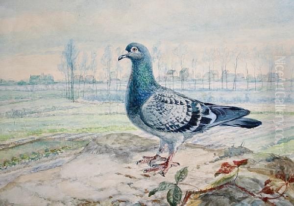 Pigeon On A Bank With Trees Beyond, Apair - view 1