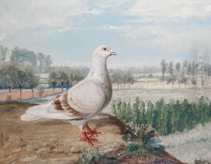 Pigeon Perched On A Bank With Trees Beyond